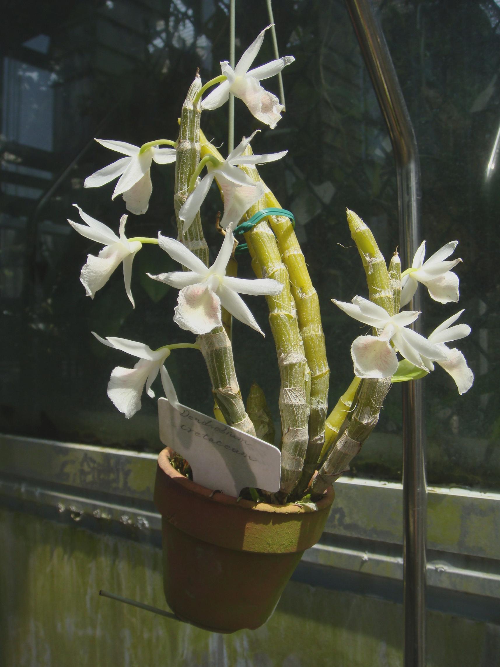 Dendrobium cretaceum Lindley